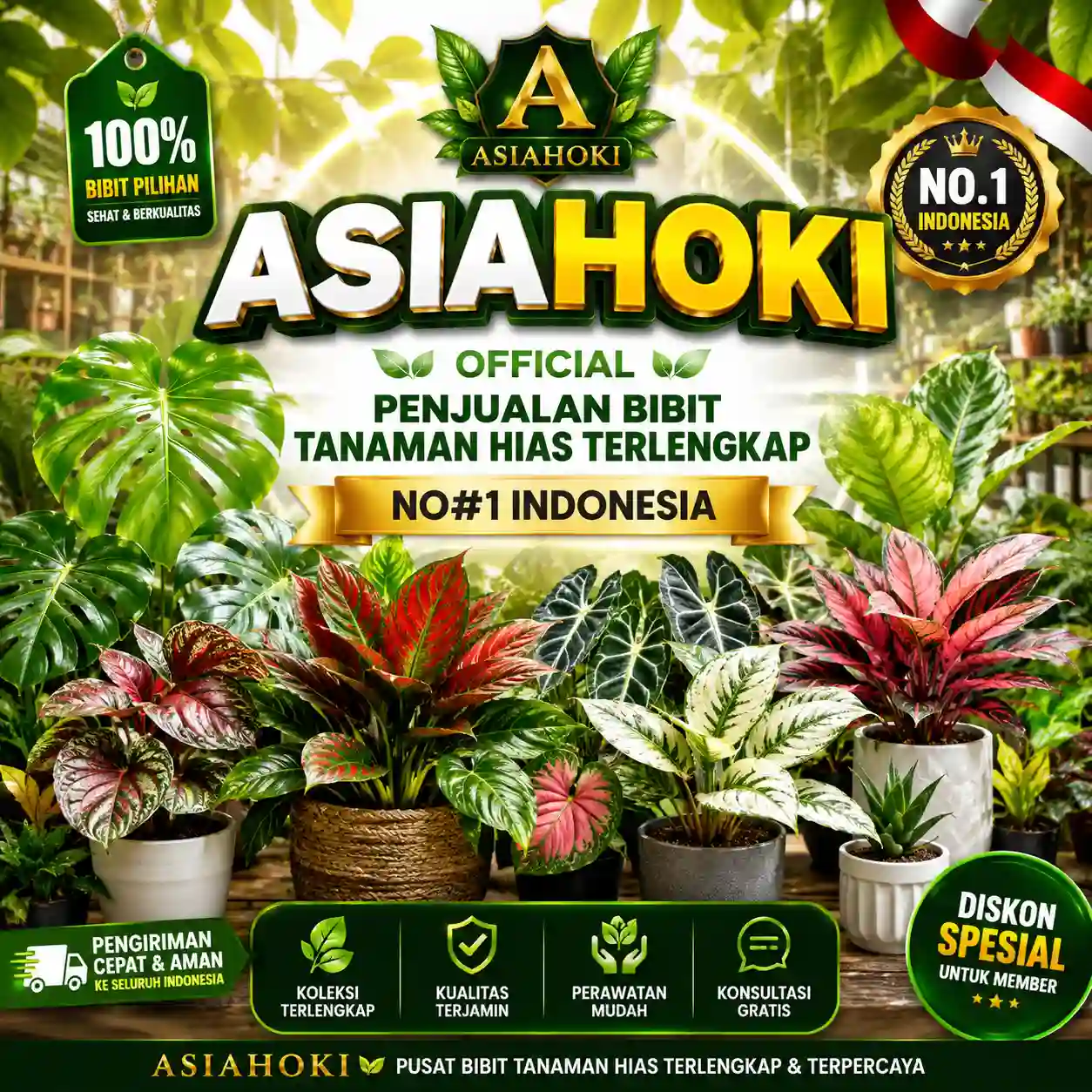 Banner - ASIAHOKI – Official Penjualan Bibit Tanaman Hias Terlengkap No#1 Indonesia